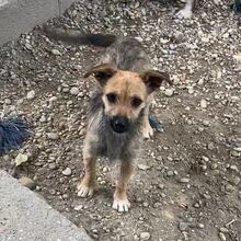 NAPSI, Hund, Mischlingshund in Ungarn - Bild 3