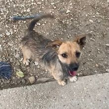 NAPSI, Hund, Mischlingshund in Ungarn - Bild 6