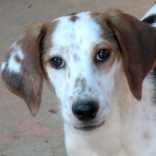 AISHA, Hund, Mischlingshund in Zypern - Bild 1
