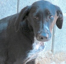 JEMAL, Hund, Mischlingshund in Zypern - Bild 3