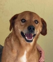 MANEL, Hund, Mischlingshund in Portugal - Bild 1