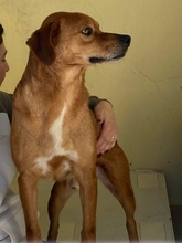 MANEL, Hund, Mischlingshund in Portugal - Bild 11