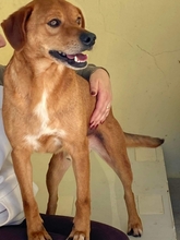 MANEL, Hund, Mischlingshund in Portugal - Bild 5