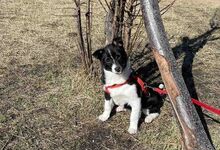 VIVA, Hund, Mischlingshund in Bulgarien - Bild 5