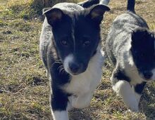 VIVA, Hund, Mischlingshund in Bulgarien - Bild 8