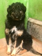 LYULINA, Hund, Mischlingshund in Bulgarien - Bild 3
