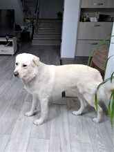 MAX, Hund, Herdenschutzhund-Mix in Rumänien - Bild 10