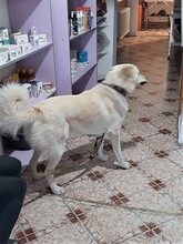 MAX, Hund, Herdenschutzhund-Mix in Rumänien - Bild 12