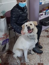 MAX, Hund, Herdenschutzhund-Mix in Rumänien - Bild 19