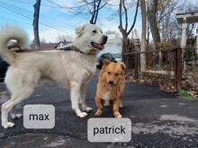 MAX, Hund, Herdenschutzhund-Mix in Rumänien - Bild 3