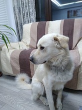 MAX, Hund, Herdenschutzhund-Mix in Rumänien - Bild 6