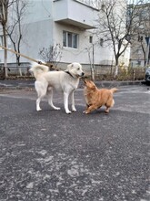 MAX, Hund, Herdenschutzhund-Mix in Rumänien - Bild 9