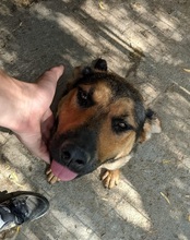 NORA, Hund, Mischlingshund in Rumänien - Bild 3