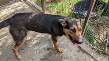 NORA, Hund, Mischlingshund in Rumänien - Bild 5