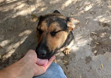 NORA, Hund, Mischlingshund in Rumänien - Bild 7