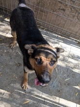 NORA, Hund, Mischlingshund in Rumänien - Bild 9