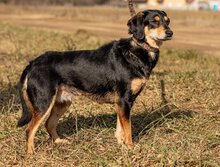 MENTA, Hund, Mischlingshund in Ungarn - Bild 1
