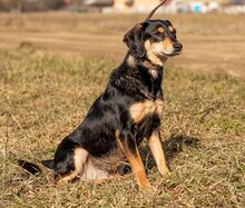MENTA, Hund, Mischlingshund in Ungarn - Bild 2