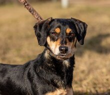 MENTA, Hund, Mischlingshund in Ungarn - Bild 3