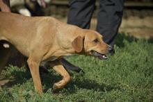 BERLIN, Hund, Mischlingshund in Ungarn - Bild 7