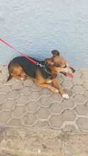 YACKY, Hund, Yorkshire Terrier-Mix in Spanien - Bild 3