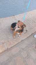 YACKY, Hund, Yorkshire Terrier-Mix in Spanien - Bild 7
