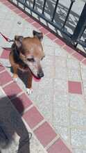 YACKY, Hund, Yorkshire Terrier-Mix in Spanien - Bild 8