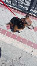 YACKY, Hund, Yorkshire Terrier-Mix in Spanien - Bild 9