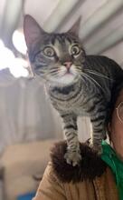 MADAMECURIE, Katze, Hauskatze in Spanien - Bild 2