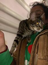 MADAMECURIE, Katze, Hauskatze in Spanien - Bild 3