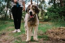 MARLEY, Hund, Mischlingshund in Salzwedel - Bild 10