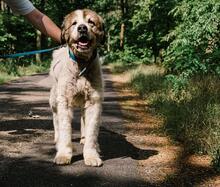 MARLEY, Hund, Mischlingshund in Salzwedel - Bild 6