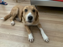 BRUNO, Hund, Mischlingshund in Wildeshausen - Bild 5