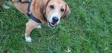 BRUNO, Hund, Mischlingshund in Wildeshausen - Bild 8