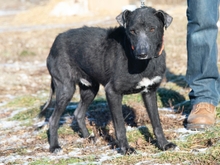 TATU, Hund, Mischlingshund in Ungarn - Bild 2