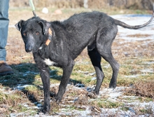 TATU, Hund, Mischlingshund in Ungarn - Bild 3