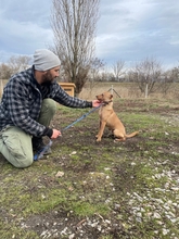 APACS, Hund, Mischlingshund in Ungarn - Bild 4