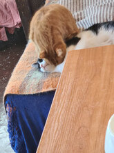 RUSTY, Katze, Hauskatze in Bulgarien - Bild 4