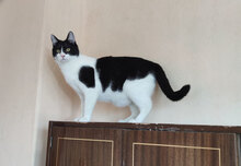 RUSTY, Katze, Hauskatze in Bulgarien - Bild 5