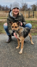 PEREC, Hund, Mischlingshund in Berlin - Bild 1