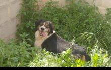 MAX, Hund, Mischlingshund in Geilenkirchen