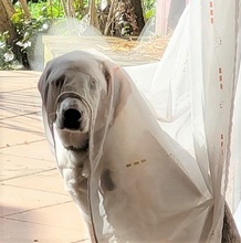 ARTURO, Hund, Mischlingshund in Italien - Bild 4