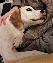 ARTURO, Hund, Mischlingshund in Rodgau - Bild 6