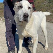 MARTINO, Hund, Zentralasiatischer Owtcharka in Bulgarien - Bild 1