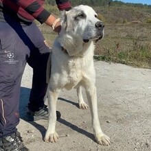 MARTINO, Hund, Zentralasiatischer Owtcharka in Bulgarien - Bild 3