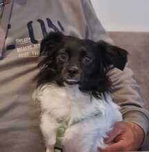 LEA, Hund, Mischlingshund in Recklinghausen - Bild 1