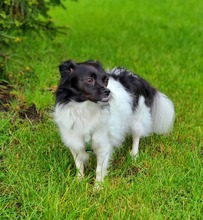 LEA, Hund, Mischlingshund in Recklinghausen - Bild 11