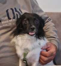LEA, Hund, Mischlingshund in Recklinghausen - Bild 2