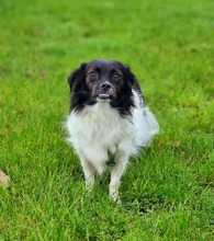 LEA, Hund, Mischlingshund in Recklinghausen - Bild 4