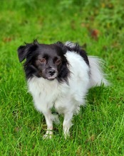 LEA, Hund, Mischlingshund in Recklinghausen - Bild 5